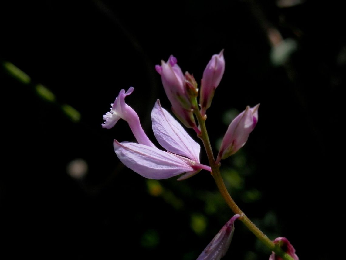 Big Milkwort  Big Milkwort,Bulgaria,Polygala major