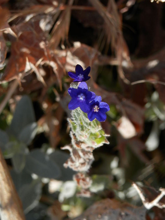Common Bugloss  Anchusa officinalis
