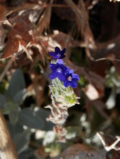 Common Bugloss  Anchusa officinalis