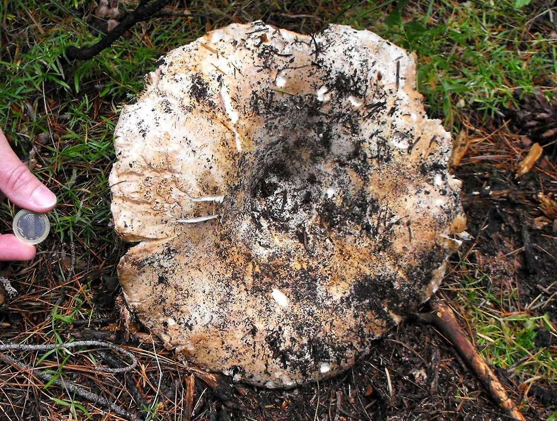 Giant Peppery Milkcap  Bulgaria,Lactarius piperatus,Lactifluus piperatus,Peppery milk-cap