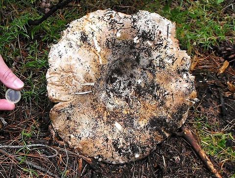 Giant Peppery Milkcap  Bulgaria,Lactarius piperatus,Lactifluus piperatus,Peppery milk-cap