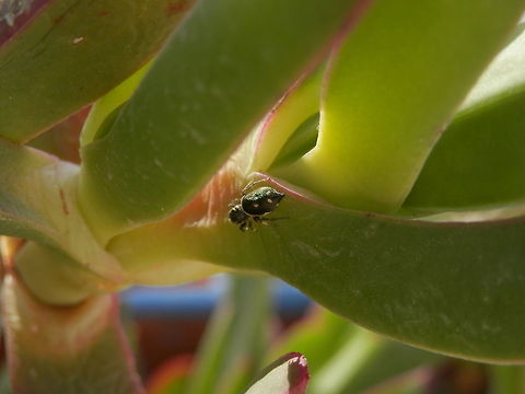 Heliophanus kochii  Greece,Heliophanus kochii,Santorini