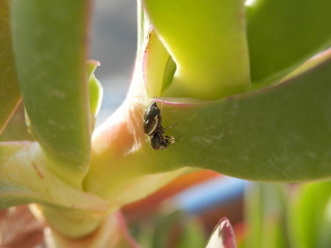 Heliophanus kochii side view  Greece,Heliophanus kochii,Santorini