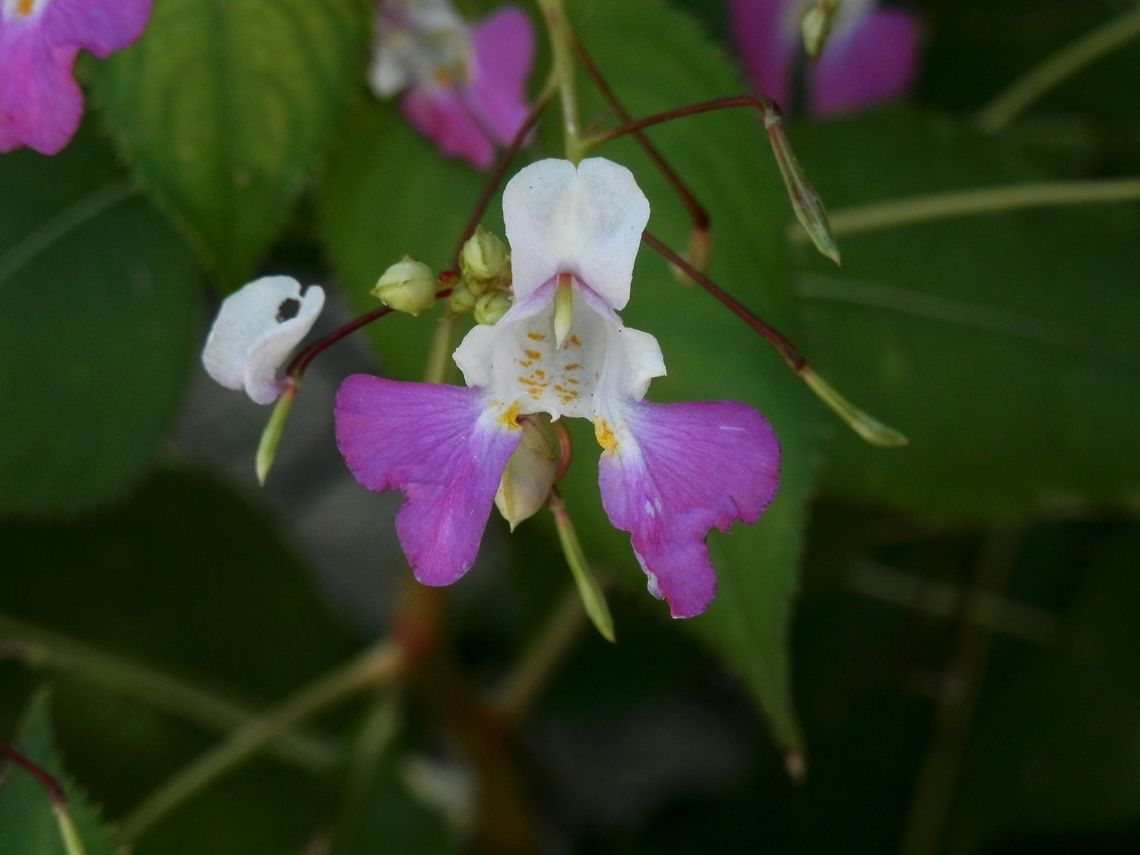 Balfour's touch-me-not  Impatiens balfourii