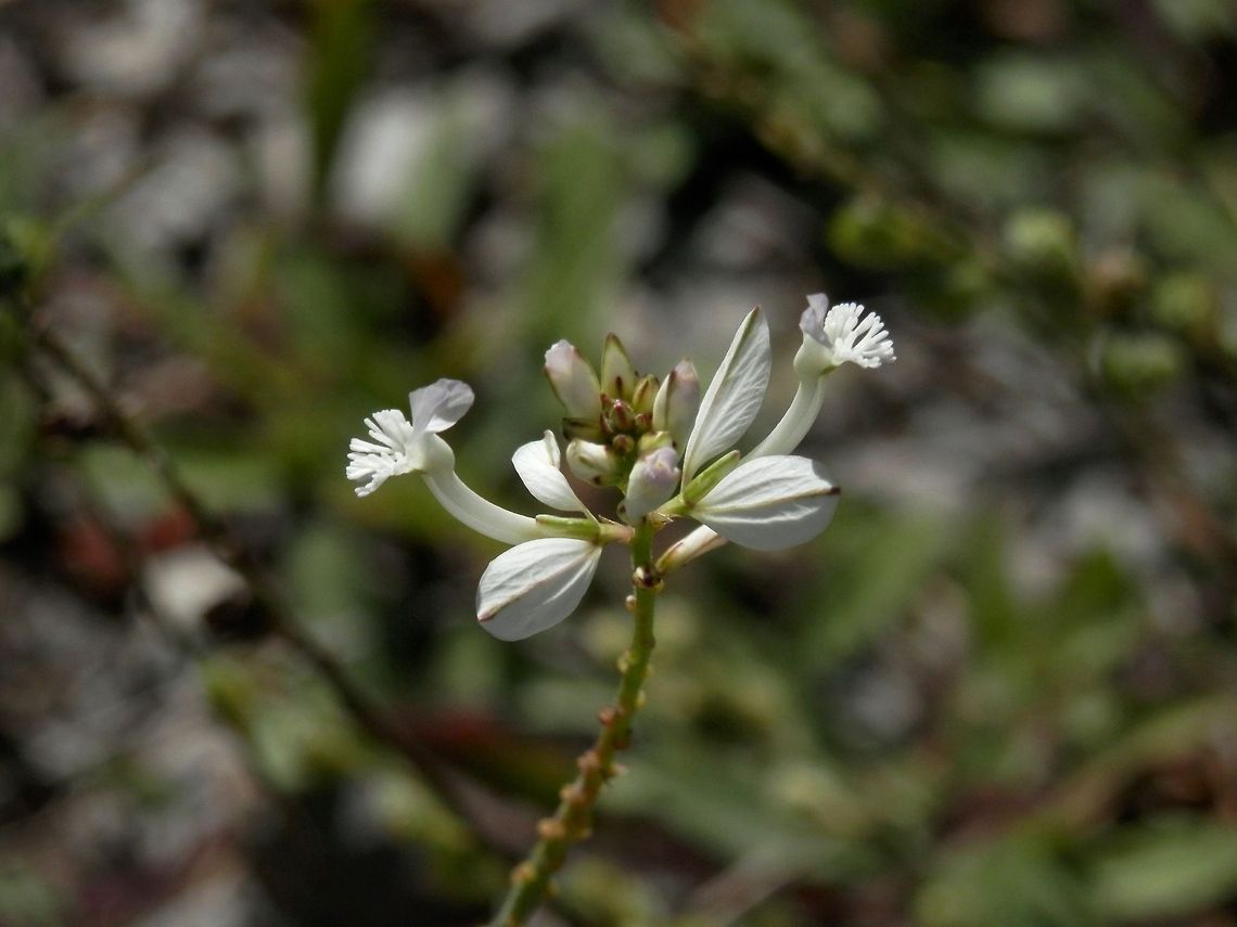 White Big Milkwort  Big Milkwort,Bulgaria,Polygala major