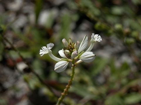 White Big Milkwort  Big Milkwort,Bulgaria,Polygala major
