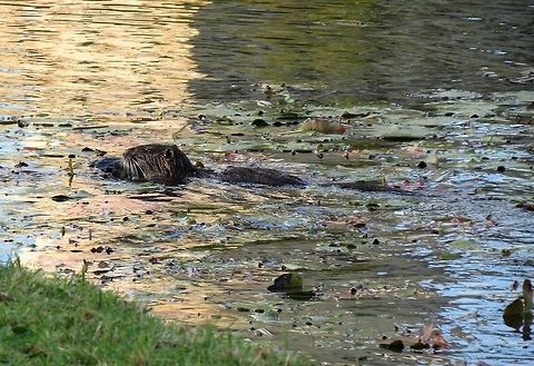 Coypu in the lake of Marie-Antoinette's estate Eurasian beaver or otter? No - coypu, nutria or river rat (Myocastor coypus). Coypu or Nutria,France,Geotagged,Myocastor coypus