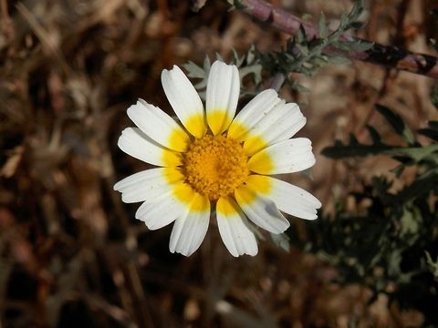 Garland chrysanthemum  Chrysanthemum coronarium,Garland Chrysanthemum,Garland chrysanthemum,Glebionis coronaria,Greece,Santorini