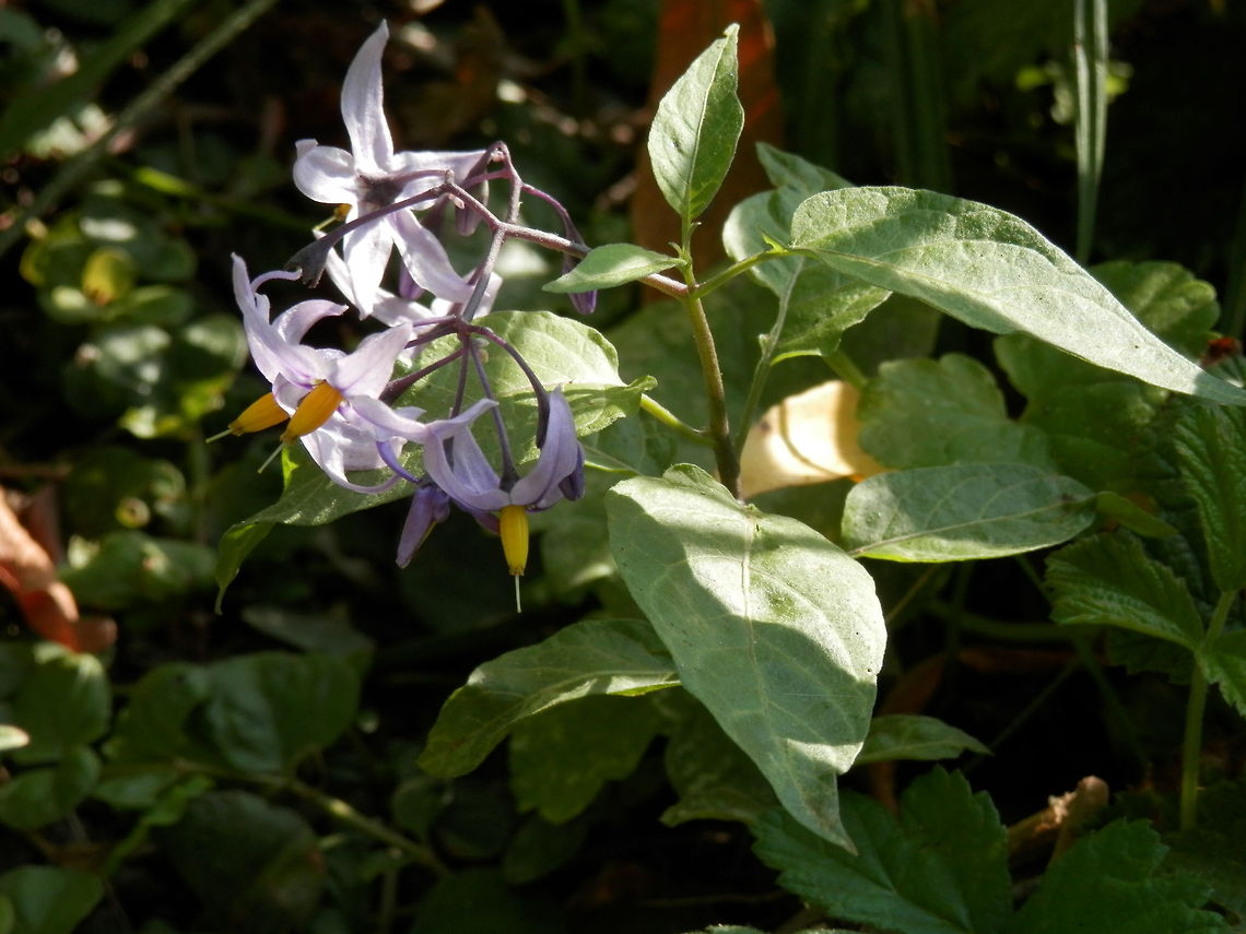 Bittersweet Nightshade  Bittersweet Nightshade,Bulgaria,Solanum dulcamara,Srebarna Nature Reserve