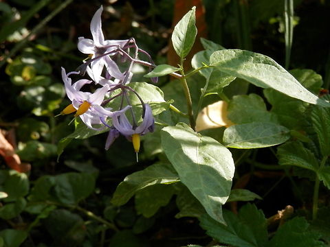 Bittersweet Nightshade  Bittersweet Nightshade,Bulgaria,Solanum dulcamara,Srebarna Nature Reserve