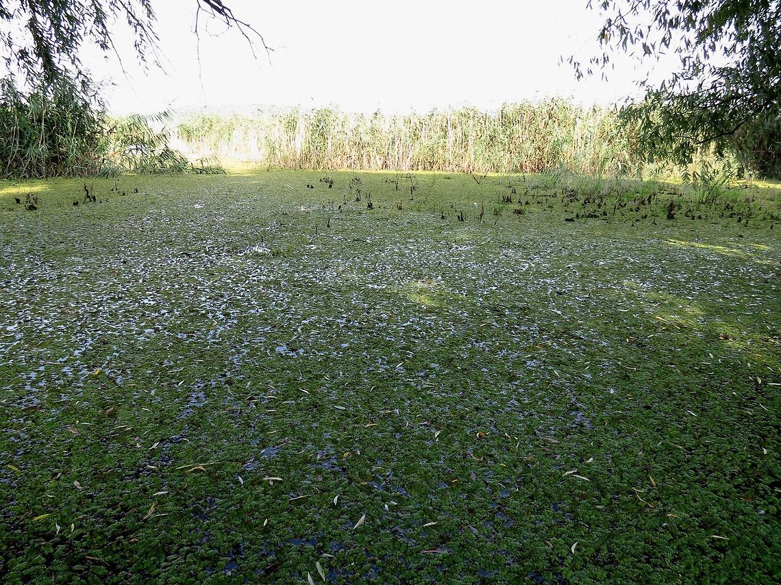 Floating fern A large area around the shores of Lake Srebarna is covered with Floating fern. Salvinia natans,Srebarna Nature Reserve