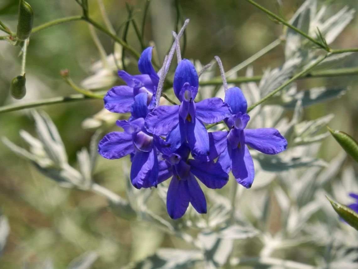 Forking Larkspur  Bulgaria,Consolida regalis,Forking Larkspur