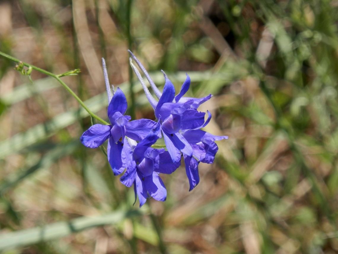 Forking Larkspur  Bulgaria,Consolida regalis,Forking Larkspur