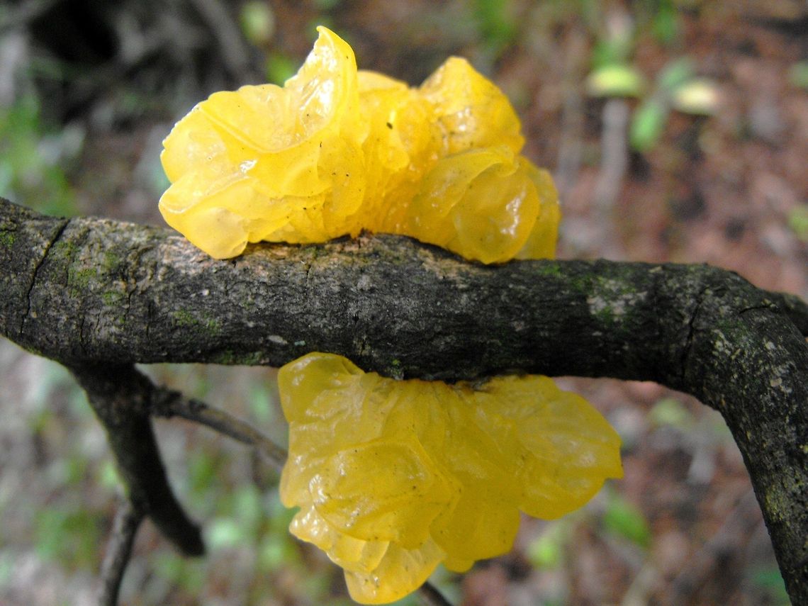 Yellow Brain Fungus This was the only time I&#039;ve seen them a couple of years ago. Bulgaria,Tremella mesenterica,Yellow Brain