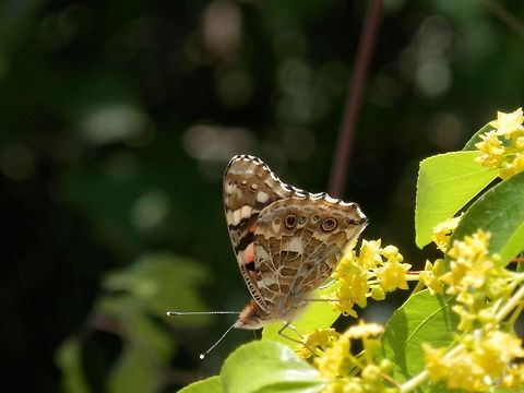 Painted Lady side view  Bulgaria,Painted Lady,Vanessa cardui