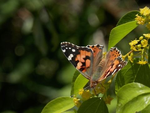 Painted Lady  Bulgaria,Painted Lady,Vanessa cardui