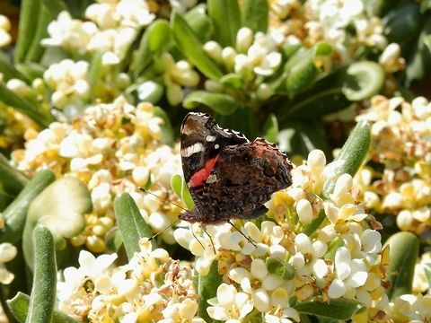 Red Admiral side view  Greece,Red Admiral,Santorini,Vanessa atalanta