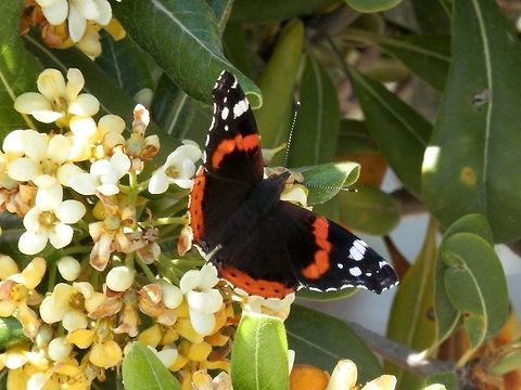 Red Admiral  Greece,Red Admiral,Santorini,Vanessa atalanta
