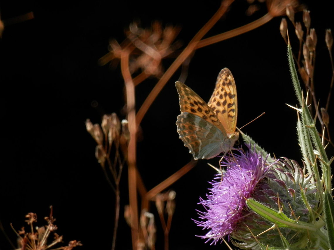 Silver-washed Fritillary  Argynnis paphia,Bulgaria,Silver-washed Fritillary