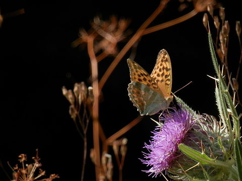 Silver-washed Fritillary  Argynnis paphia,Bulgaria,Silver-washed Fritillary