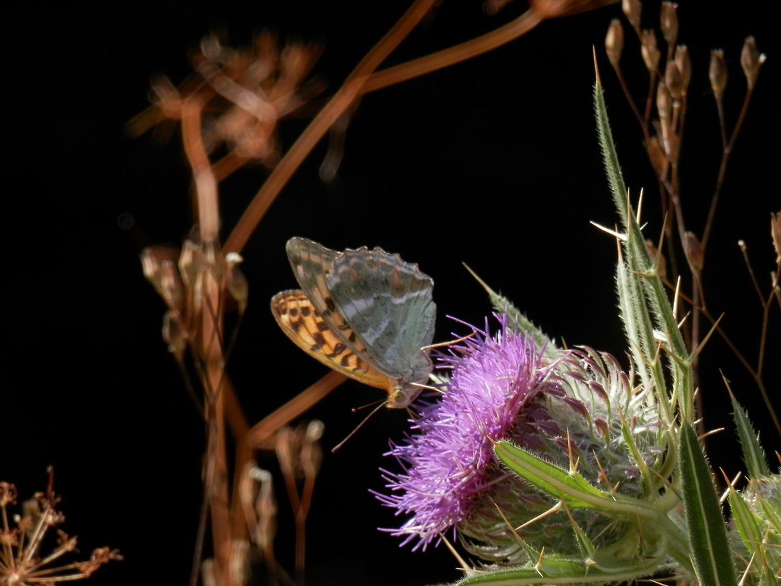 Silver-washed Fritillary  Argynnis paphia,Bulgaria,Silver-washed Fritillary