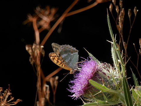 Silver-washed Fritillary  Argynnis paphia,Bulgaria,Silver-washed Fritillary