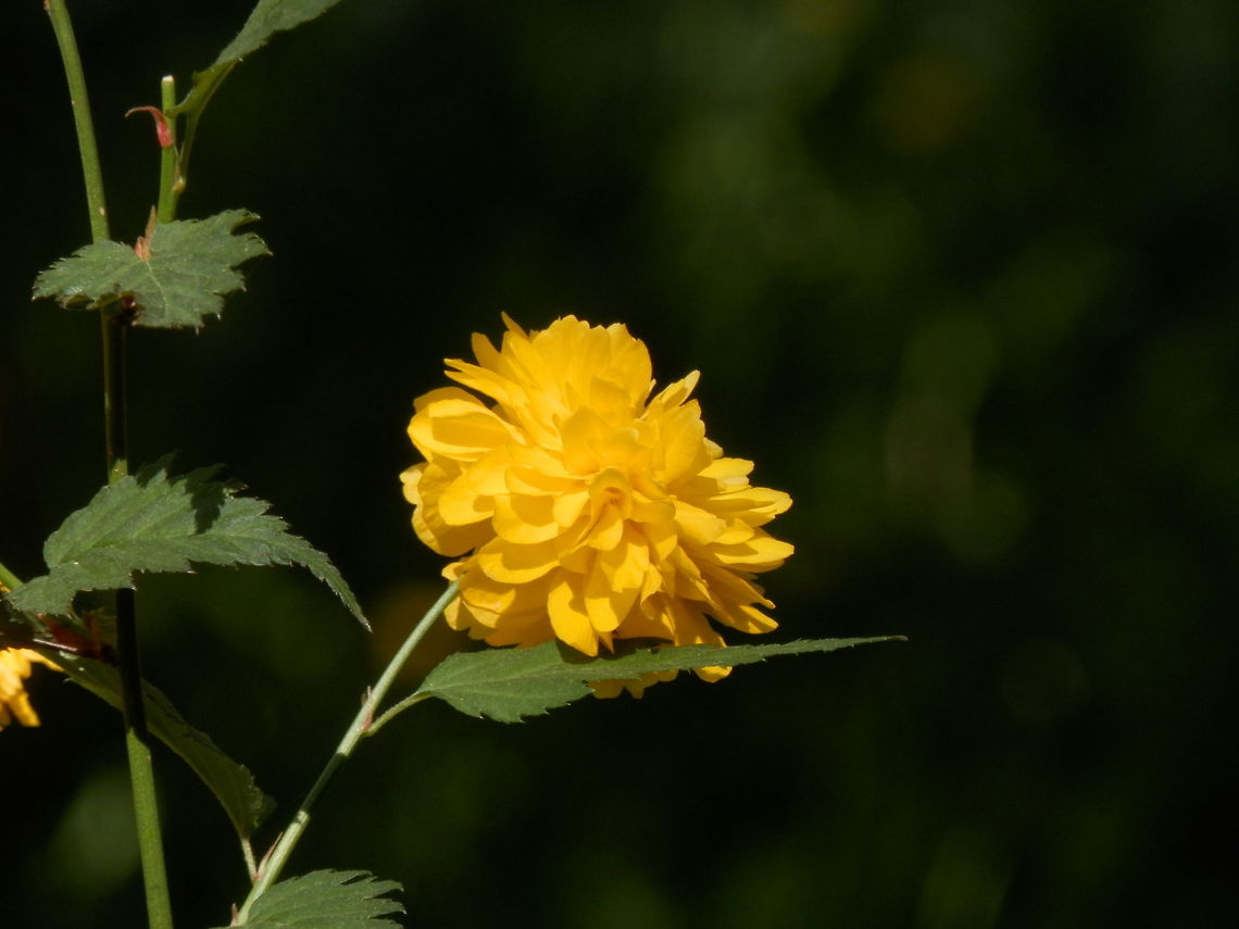 Kerria japonica  Bulgaria,Kerria,Kerria japonica