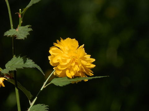 Kerria japonica  Bulgaria,Kerria,Kerria japonica