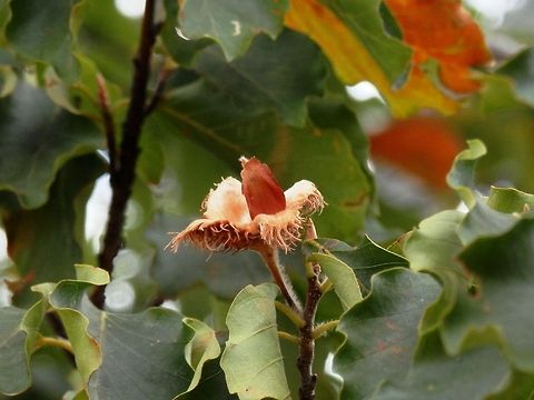 European beech seed  Bulgaria,European Beech,Fagus sylvatica