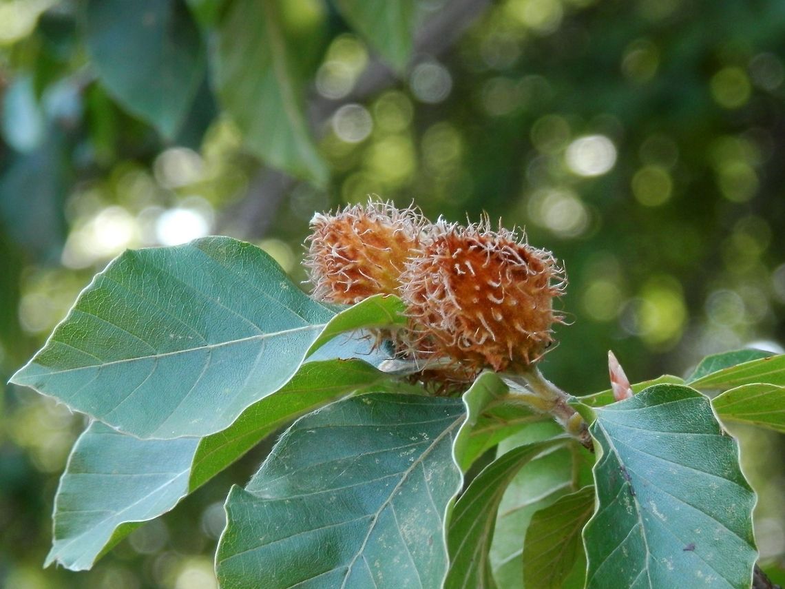European beech  Bulgaria,European Beech,Fagus sylvatica