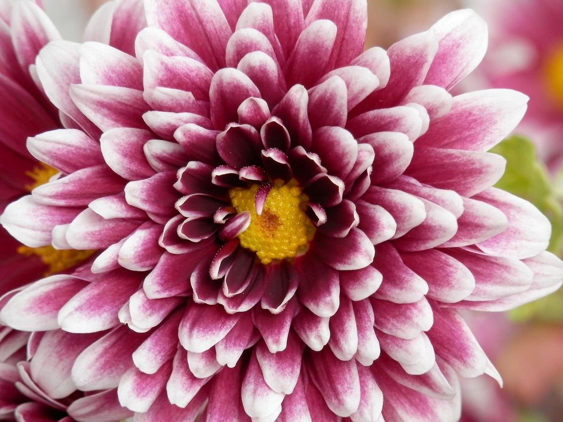 Chrysanthemum close-up  Bulgaria,Chrysanthemum morifolium