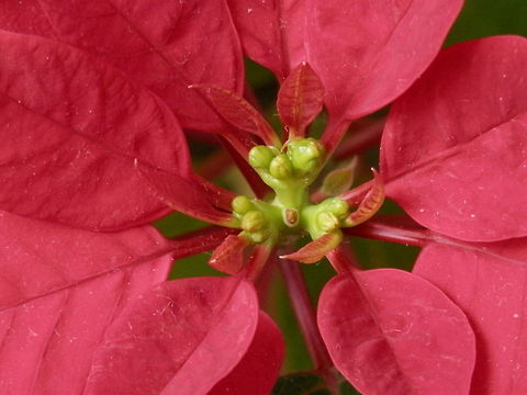 Poinsettia Happy holidays! Bulgaria,Euphorbia pulcherrima,Poinsettia