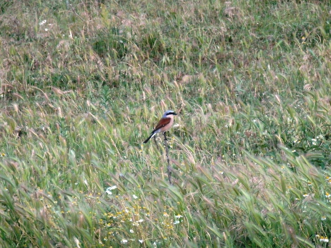 Red-backed Shrike, male  Bulgaria,Lanius collurio,Red-backed Shrike