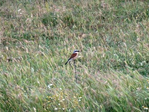 Red-backed Shrike, male  Bulgaria,Lanius collurio,Red-backed Shrike