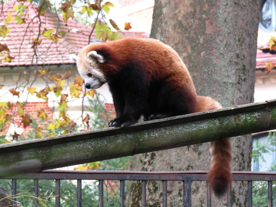 Red panda  Ailurus fulgens,France,Red panda