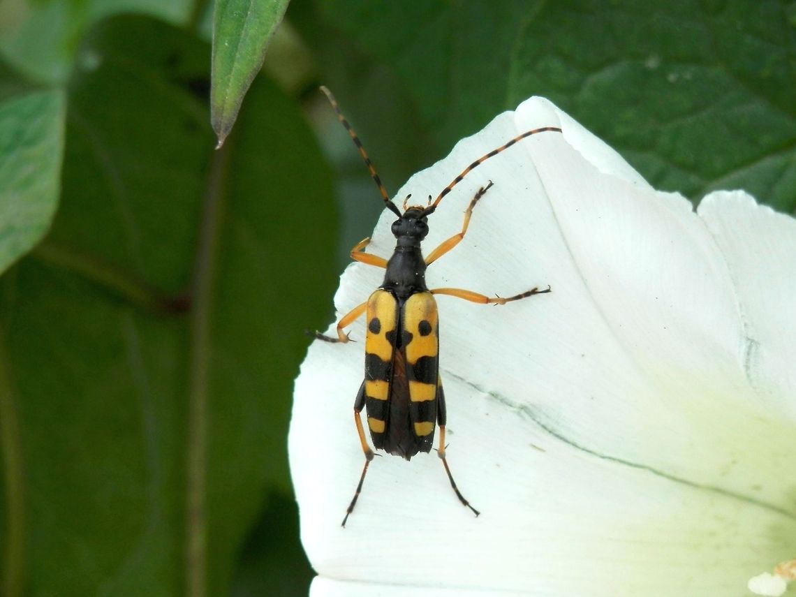 Spotted Longhorn beetle  Macedonia (FYROM),Rutpela maculata,Spotted Longhorn beetle