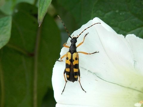 Spotted Longhorn beetle  Macedonia (FYROM),Rutpela maculata,Spotted Longhorn beetle