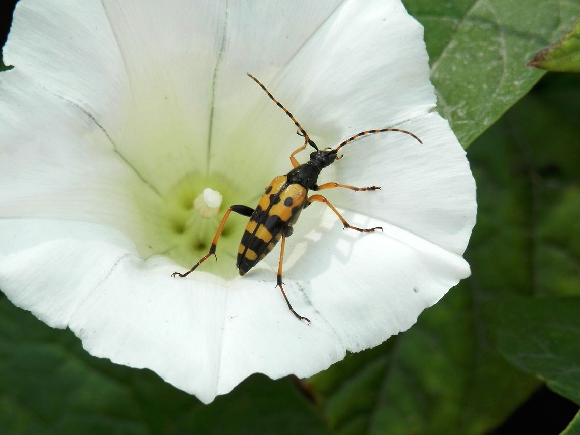 Spotted Longhorn beetle  Macedonia (FYROM),Rutpela maculata,Spotted Longhorn beetle