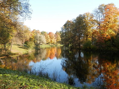 The colours of Autumn  Alexandrovsky Park,Anas platyrhynchos,Geotagged,Mallard,Russia