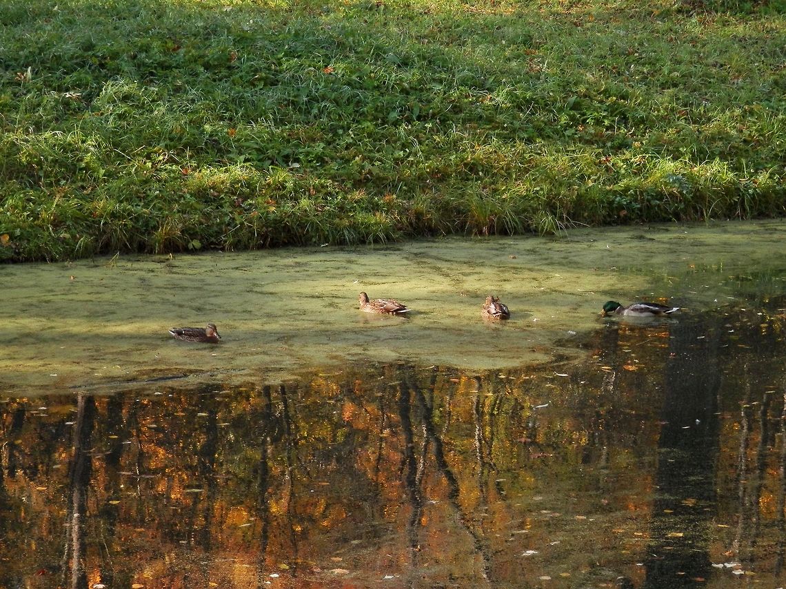 Mallard Ducks  Alexandrovsky Park,Anas platyrhynchos,Geotagged,Mallard,Russia