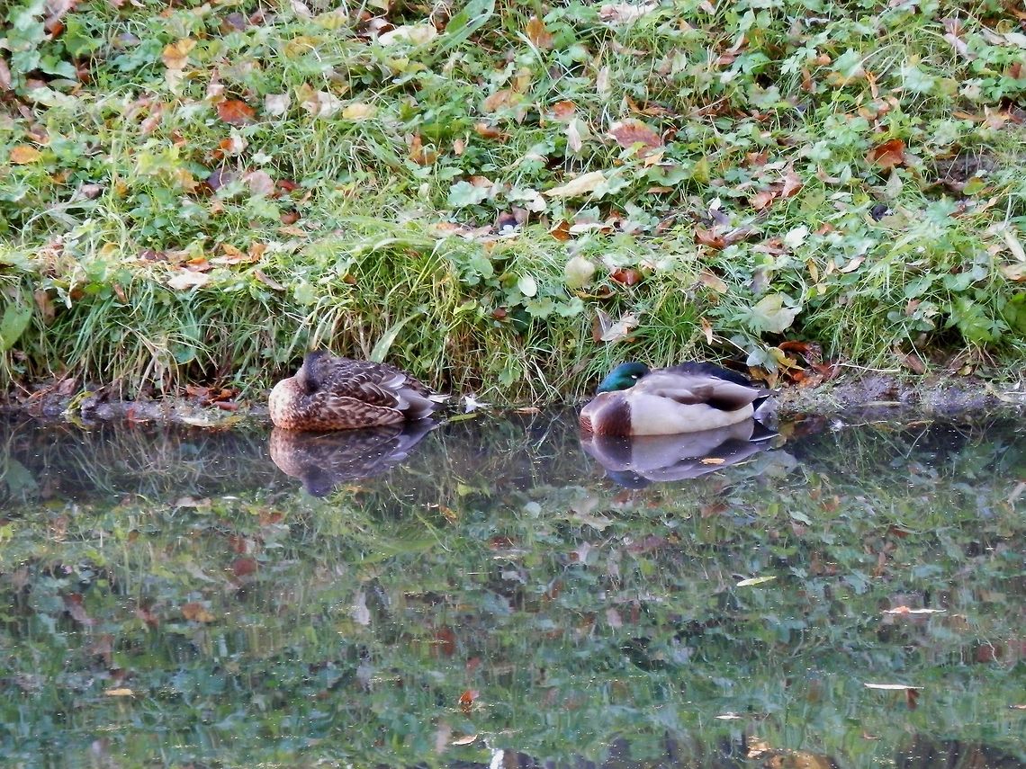 Sleeping Mallard Ducks  Alexandrovsky Park,Anas platyrhynchos,Mallard,Russia