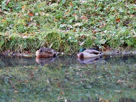 Sleeping Mallard Ducks  Alexandrovsky Park,Anas platyrhynchos,Mallard,Russia