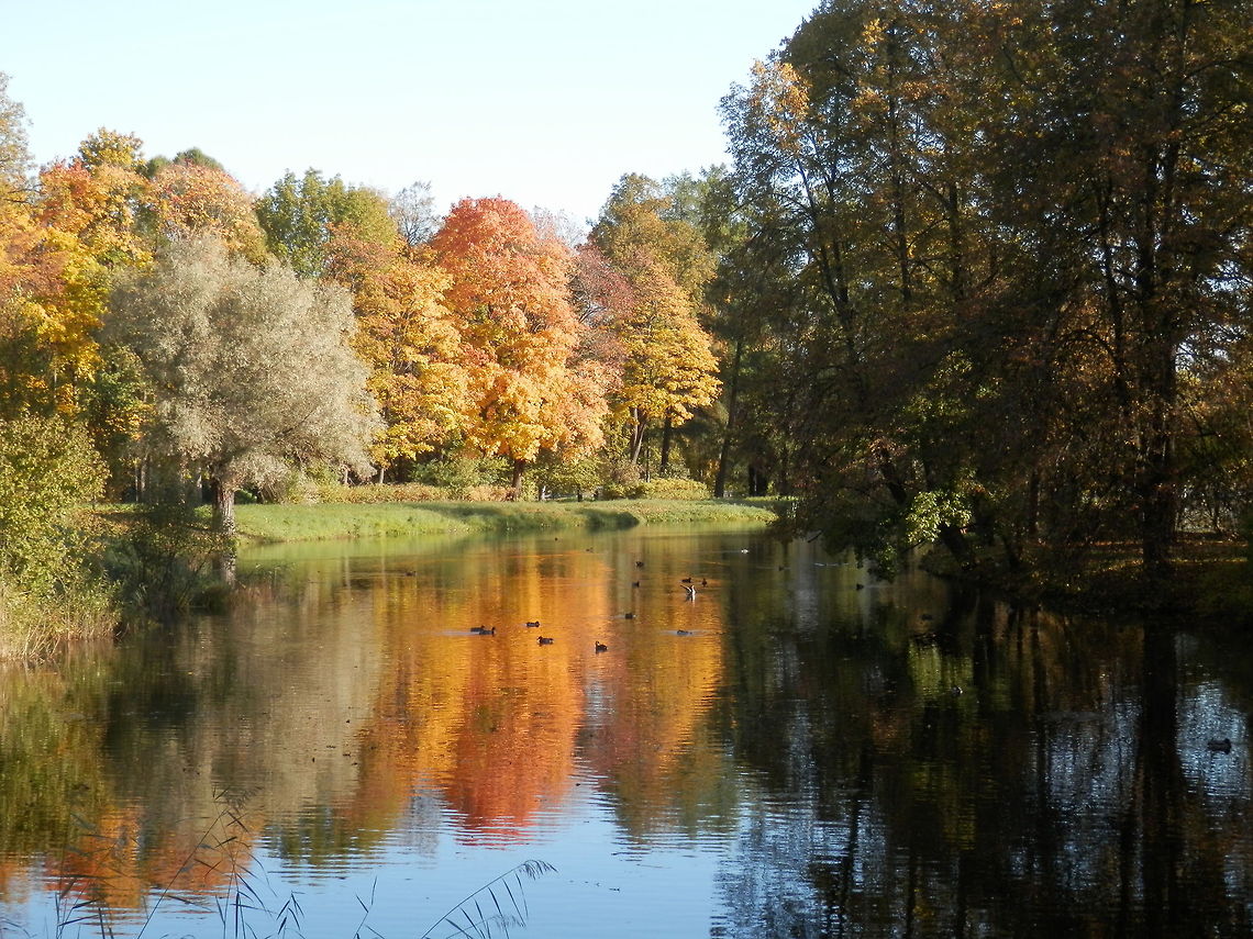 Mallard Ducks on golden Autumn reflections  Alexandrovsky Park,Anas platyrhynchos,Mallard,Russia