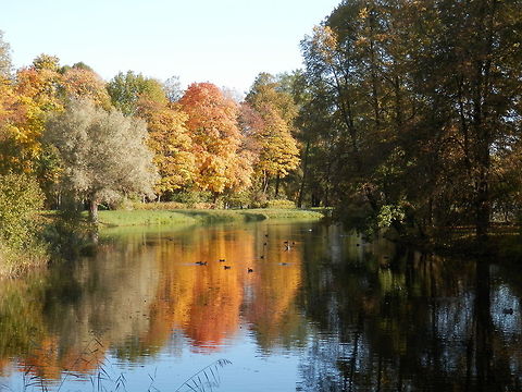 Mallard Ducks on golden Autumn reflections  Alexandrovsky Park,Anas platyrhynchos,Mallard,Russia