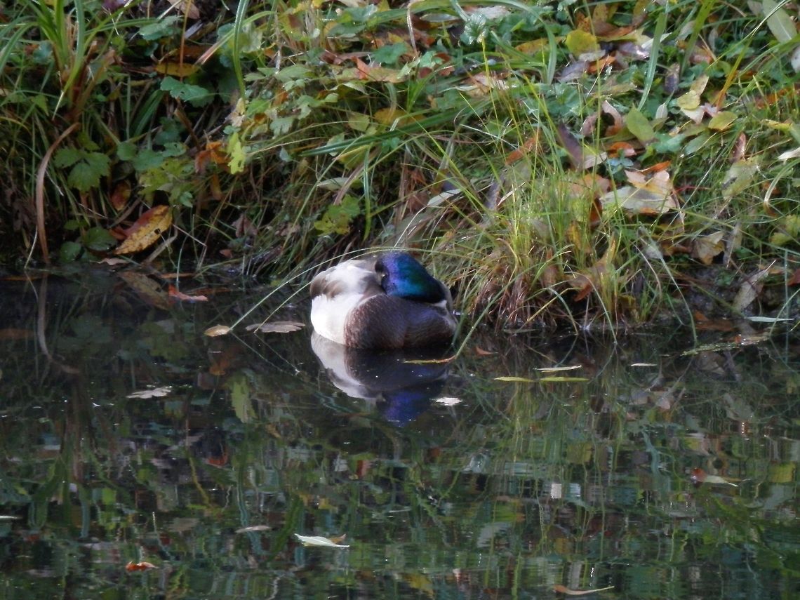 Sleeping male Mallard Duck  Alexandrovsky Park,Anas platyrhynchos,Mallard,Russia