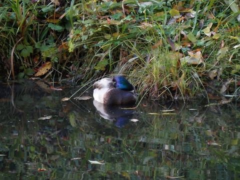 Sleeping male Mallard Duck  Alexandrovsky Park,Anas platyrhynchos,Mallard,Russia