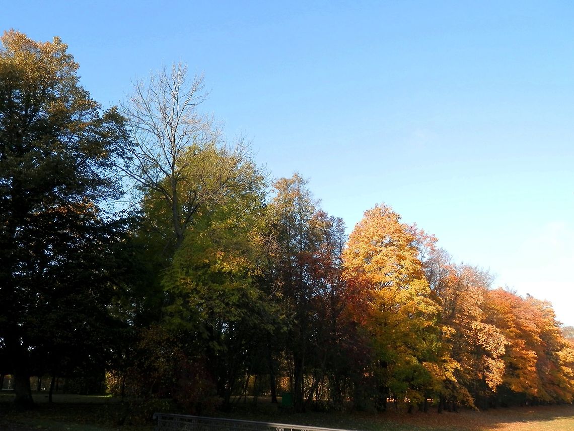 Autumn trees  Geotagged,Russia