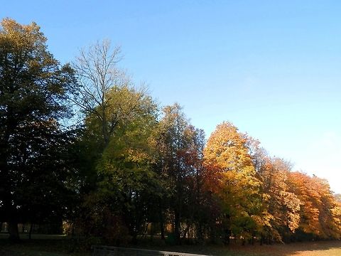 Autumn trees  Geotagged,Russia
