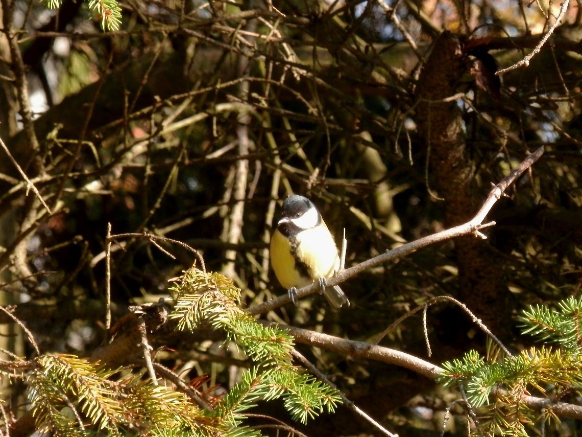 Great Tit  Alexandrovsky Park,Geotagged,Great Tit,Parus major,Russia