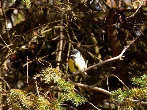 Great Tit  Alexandrovsky Park,Geotagged,Great Tit,Parus major,Russia